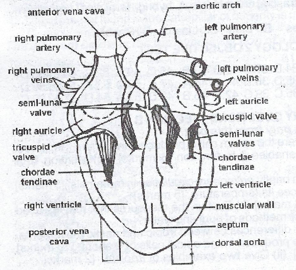 2001 WAEC Biology Theory (a)(i) Draw And Label.the Mammalian Heart. (ii ...